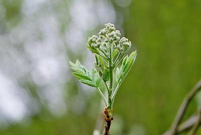 Sorbus domestica - jeřáb domácí (oskeruše) - rozvíjející se složený pupen